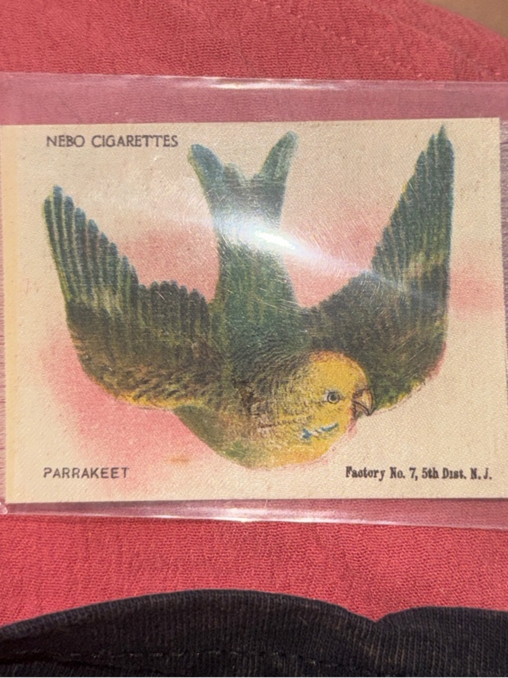 100 YEAR OLD Nebo Parrakeet cigarette silk